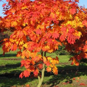 Javor japonský (Acer Japonicum)  ´VITIFOLIUM´ - výška 50-80 cm, kont. C3L